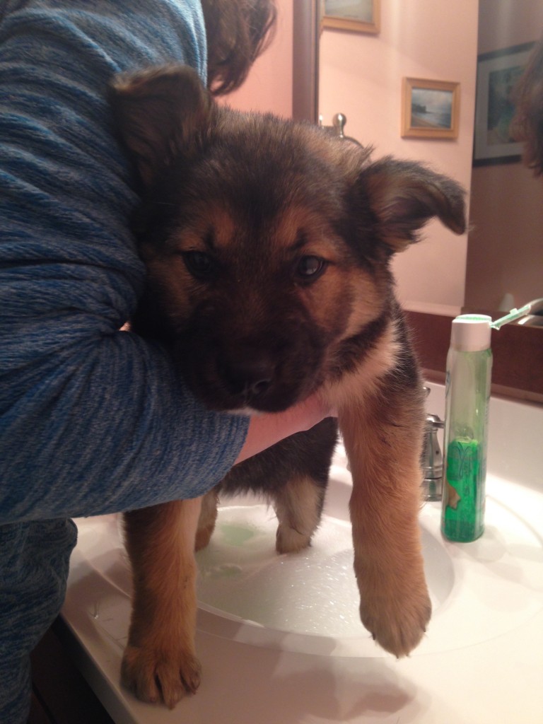 Meet "Nani" - she's a Bernese Mountain dog pup! 